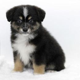 Boy 2 - Black tri male Miniature American Shepherd puppy in Childress, Texas from Taylor Farms
