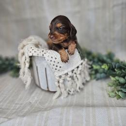 Tillie - Chocolate and tan female Dachshund puppy in Anaconda, Montana from Montana Country Dachshunds
