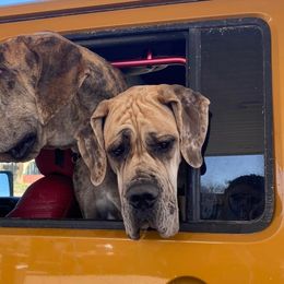 Great Danes from Southwind Great Danes