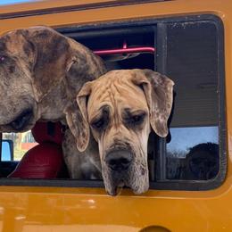 Great Danes from Southwind Great Danes