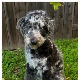 Willow - Goldendoodle