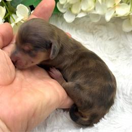 Lennox - Dapple male Dachshund puppy in Exeter, California from Sawtooth Miniature Dachshunds
