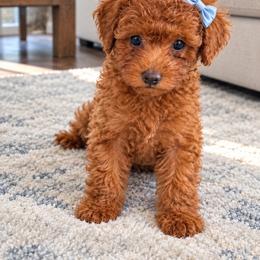 Aymar - Red  male Poodle puppy in Bryn Mawr, Pennsylvania from Main line furry friends