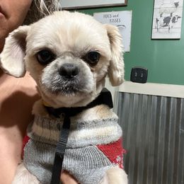 Muffin - Shih Tzu