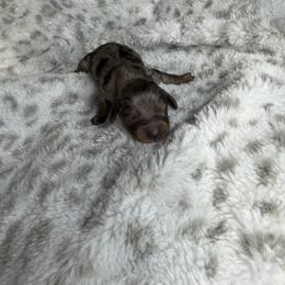 Gary - Dapple male Dachshund puppy in Lake City, Florida from My Ditzy Doxies of Florida