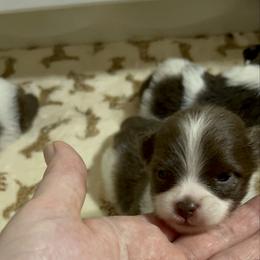 Boy 1 - Chocolate parti male Pomeranian puppy in Maplefalls, Washington from Snow peak poms