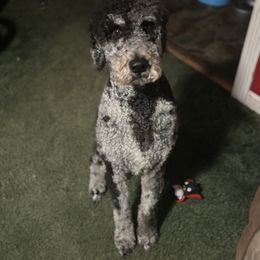 Bernedoodle, Goldendoodle, and Poodle Puppies from Poodle and Doodle Haven