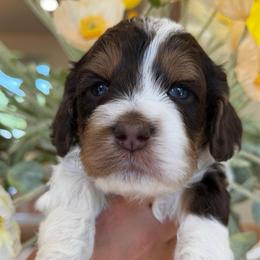 Vaper - Brown and white male Cockapoo puppy in Yuciapa, California from AlltheDoodlez_