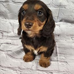 Keeper Girl - Chocolate and tan female Dachshund puppy in Anaconda, Montana from Williams Family Dachshunds
