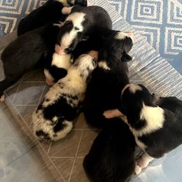 Australian Shepherd Puppies from TANDEM Aussies