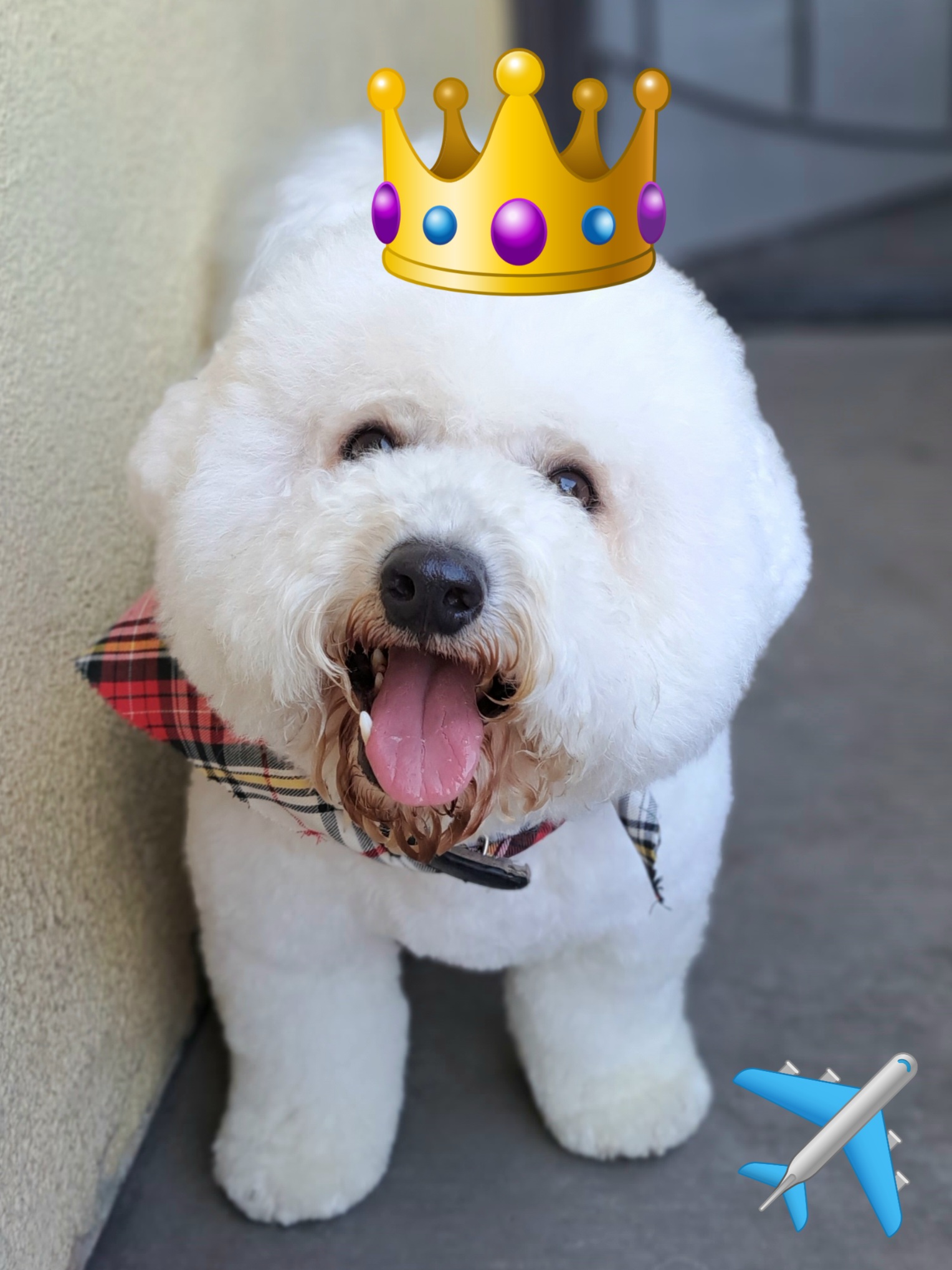 Huddie Buddy - Bichon Frise