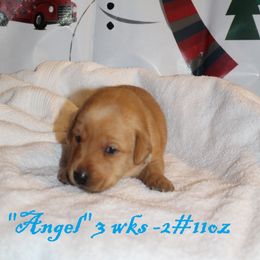 Labrador Retriever Puppies from Rainy Lake Labrador Retrievers
