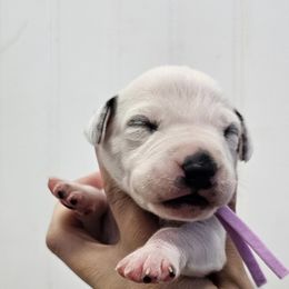 Purple collar - White and black female Dalmatian puppy in Knoxville, Tennessee from Dazzling Dalz