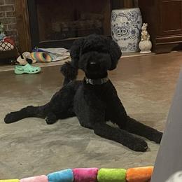 Tux - Poodle