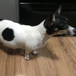 Josie - Teddy Roosevelt Terrier