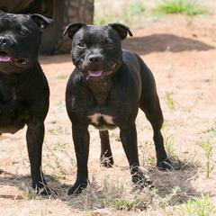 Staffordshire Bull Terriers from Sublime Staffords