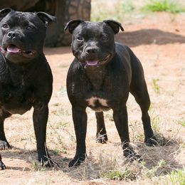 Staffordshire Bull Terriers from Sublime Staffords