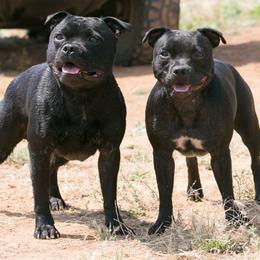 Staffordshire Bull Terriers from Sublime Staffords