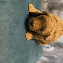 Goldendoodle Puppies from OodlesODoodles