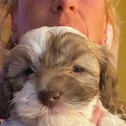 Assorted Doodle Crosses, Cockapoos, Newfoundlands, and Poodles from Lovin Lil CutiePoos