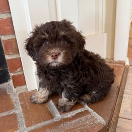 Chocolate male 2 - Chocolate male Havanese puppy in Douglas, Georgia from Huffer Hounds and Havanese