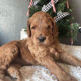 Goldendoodle Puppies from Ice Family Goldendoodles