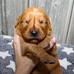 Romeo - Dark golden male Golden Retriever puppy in Guthrie, Oklahoma from Raised Right Pups