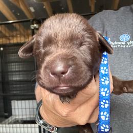 Blue - Chocolate male Labrador Retriever puppy in Newton Grove, North Carolina from Wayalife Labradors & Gsp’s