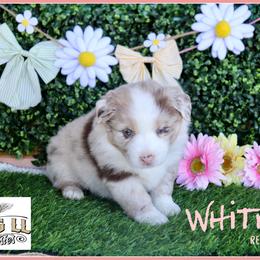 Whitney - Red merle female Miniature Australian Shepherd puppy in Madisonville, Texas from Flying LL Aussies