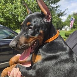Miss Tangerine - Black and rust female Doberman Pinscher puppy in Chagrin Falls, Ohio from Schloss Velburg Dobermanns