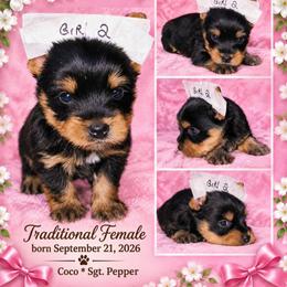 HOLLY - Blue and gold female Yorkshire Terrier puppy in Michigan from TenderLittleCuties
