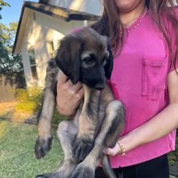 Princess Ebony - Red female Afghan Hound puppy in Cottonwood, California from California Royal Afghans
