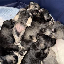 Miniature Schnauzer puppies from Sissy’s Schnauzers