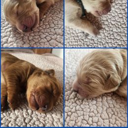 Golden Retriever Puppies from Joyfully Golden