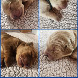 Golden Retriever Puppies from Joyfully Golden