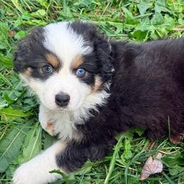 Phil (Purple) - Black tri-color male Australian Shepherd puppy in Ashland, Ohio from SS Australian Shepherds