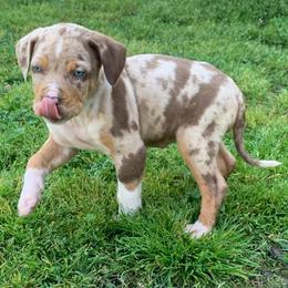 Female 7 - Red merle female Catahoula Leopard Dog puppy in Gadsden, Alabama from Rich Cat’s