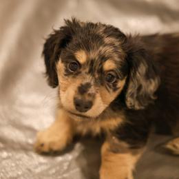 Dachshund Puppies from Ashley Kate’s Doxies