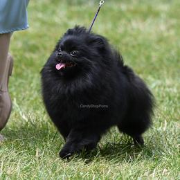 Galaxy - Pomeranian