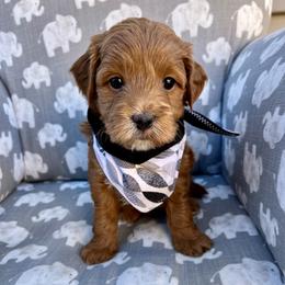 Black Boy - Red  male Goldendoodle puppy in Greeley, Colorado from Millie Billie Doodles