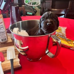 Yellow Collar - Brown male Boykin Spaniel puppy in Hurtsboro, Alabama from PARK’s Family Farm