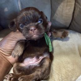 Prince Green - Chocolate male Shih Tzu puppy in Xenia, Ohio from Crown & Tress Shih Tzu