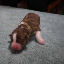 Epona - Red tri-color female Australian Shepherd puppy in Woodinville, Washington from Cornerstone Australian Shepherds