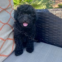Poodle Puppies from Perfect Paw Kennel