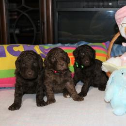 Poodle Puppies from RK'S Pets