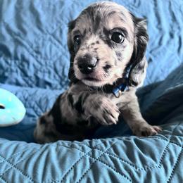Arrow - Dapple male Dachshund puppy in Ocala, Florida from Weenie Boops