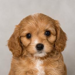 Pearl - Red female Cavapoo puppy in Knoxville, Tennessee from Duke’s Forever Doodles