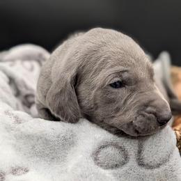 Chowder - Blue male Weimaraner puppy in Evart, Michigan from Drehbar Weimaraners