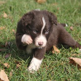 Border Collie, English Setter, and Miniature American Shepherd Puppies from First Harmony Farms