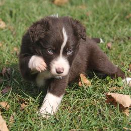 Border Collie, English Setter, and Miniature American Shepherd Puppies from First Harmony Farms